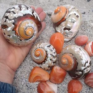 Alikreukel polished shells