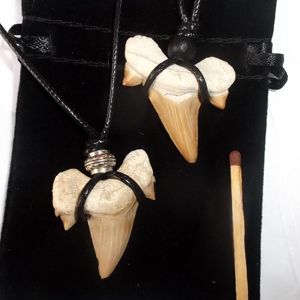 m_fossil giant mackerel shark teeth