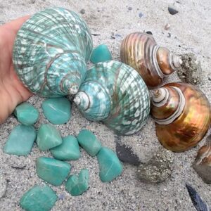 Madagascar polished shells