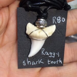 Fresh shark teeth pendants